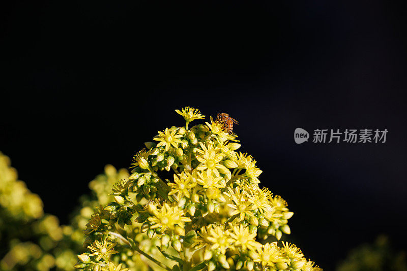 西部蜜蜂为一种多年生石生植物(Sedum dendroideum)鲜艳的黄色花朵授粉。